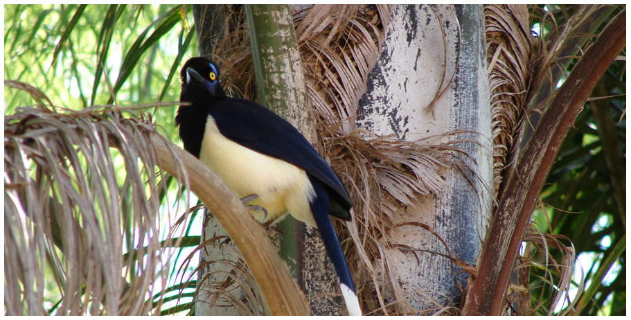 Posada Tupasy - Ibera - Corrientes